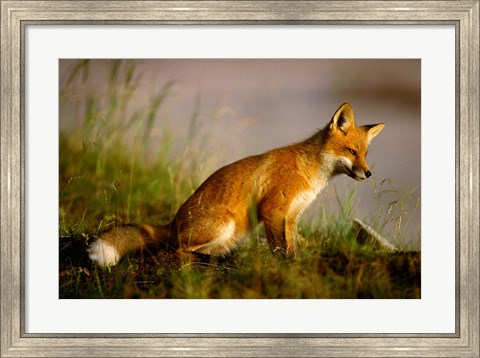 Framed Red Fox Cub Print