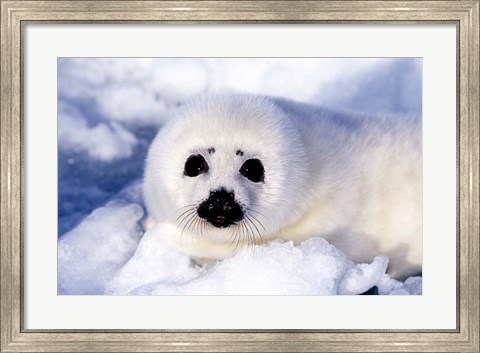 Framed Harp Seal Pup at Gulf of St Lawrence Print