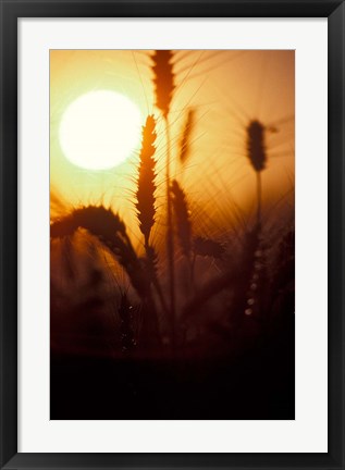 Framed Wheat Plants at Sunset Print