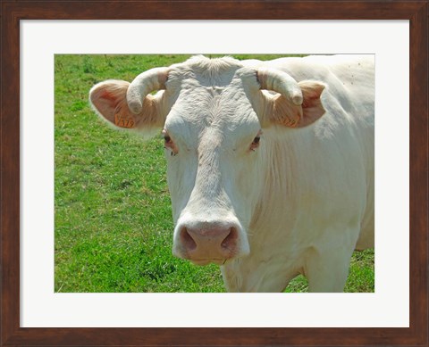 Framed Charolais Cow Print