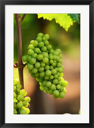 Framed Fidal Vineyard Print