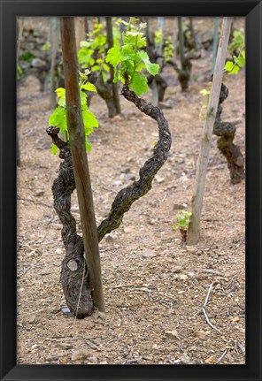 Framed Vineyards in the Cote Rotie District Print