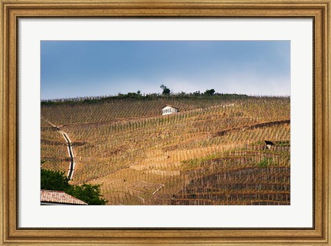 Framed Terraced Vineyards in the Cote Rotie District Print