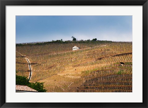 Framed Terraced Vineyards in the Cote Rotie District Print