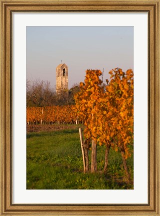 Framed Autumn Colors in the Vineyard Print