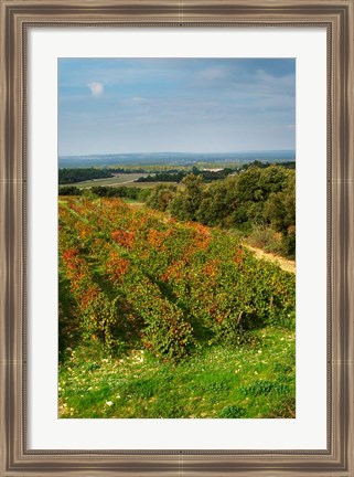 Framed Chateau Romanin Vineyard, St Remy de Provence France Print