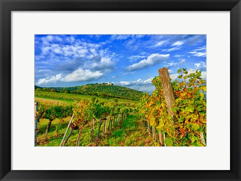 Framed Vienna vineyards, Austria Print