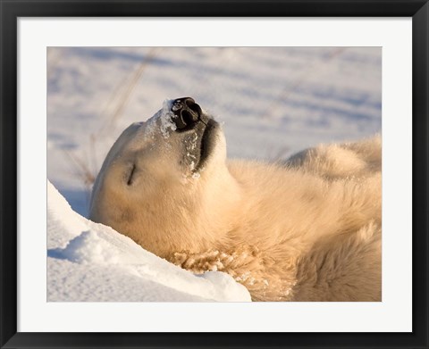 Framed Sleeping Polar Bear Print