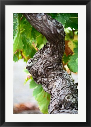 Framed Branch of Old Vine with Gnarled Bark Print