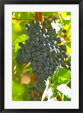 Framed Cabernet Sauvignon Vineyard, Bordeaux, France Print