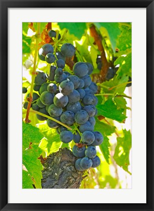 Framed Muscat Noir!, Chateau La Grave Figeac, France Print