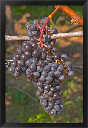 Framed Chateau Grand Mayne France Vineyard Print