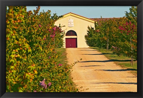 Framed Petit Verdot Vines and Winery Print