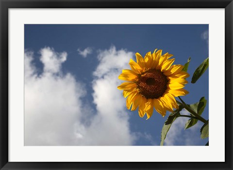 Framed Sunflower field in Loire Valley France Print