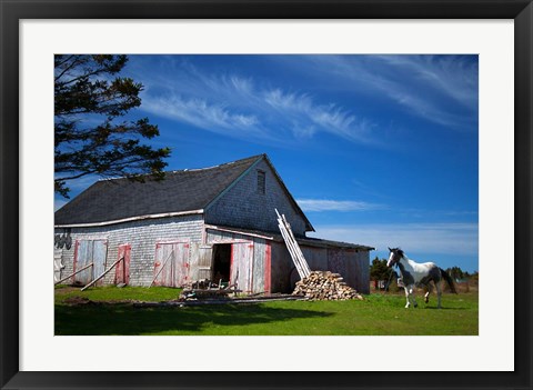 Framed Weathered barn and horse, Guysborough County, Nova Scotia, Canada Print