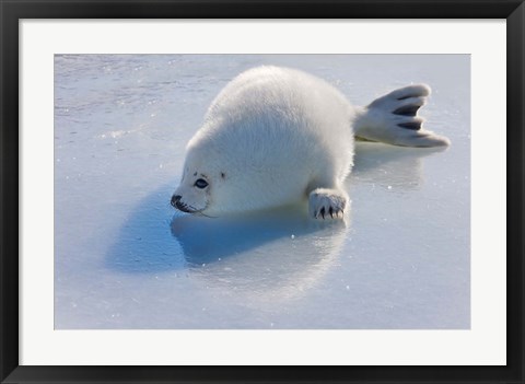 Framed Harp Seal Pup on Ice Print