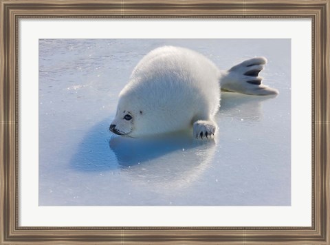 Framed Harp Seal Pup on Ice Print