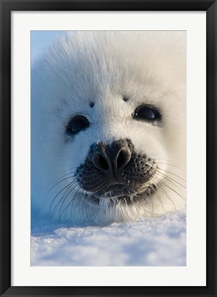 Framed Harp Seal Pup, Canada Print