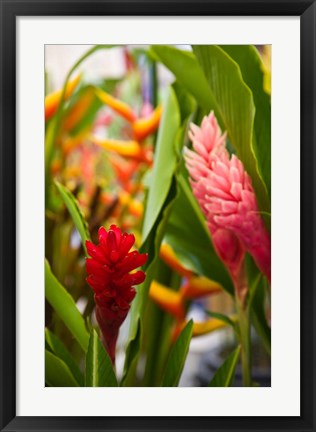 Framed Red Ginger Flowers, Seafront Market Print