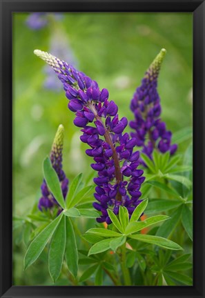 Framed Lupine Flowers Print