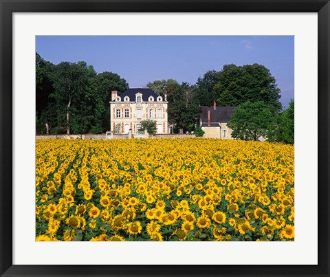 Framed Sunflowers and Chateau, Loire Valley, France Print