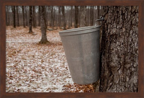 Framed Maple Trees in Quebec Print