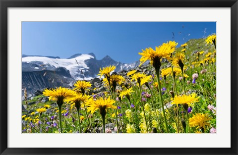 Framed Rough Hawkbit, Zillertal Alps Print