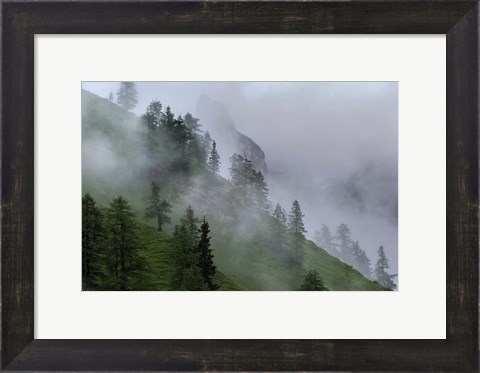 Framed Forest in Tyrol, Austria Print