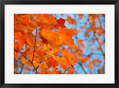 Framed Colorful Maple Leaf Trees Print