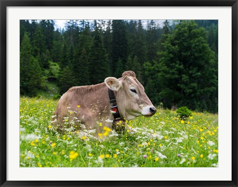 Framed Cattle on Karwendel Mountain Range Print