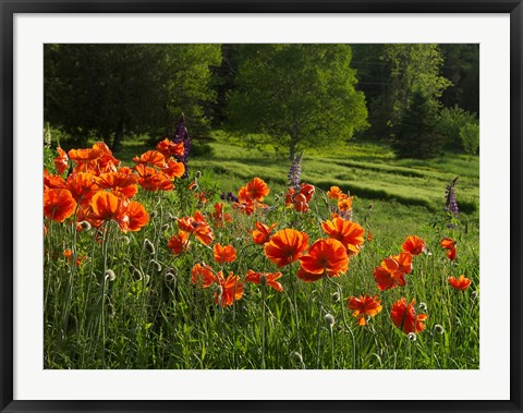 Framed Shampers Bluff Poppies Print