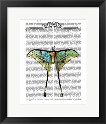 Framed Butterfly 1 Print