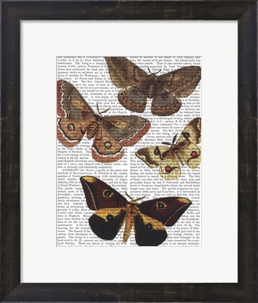 Framed Moth Plate 3 Print