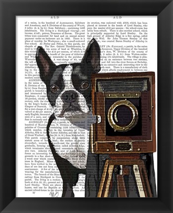 Framed Boston Terrier Photographer Print