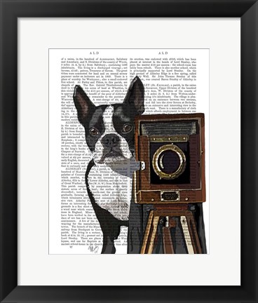 Framed Boston Terrier Photographer Print