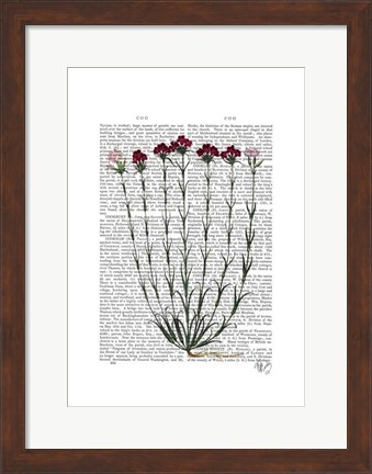 Framed Italian Carnation 4 Print