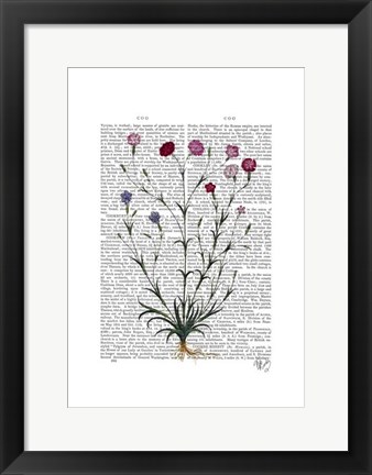 Framed Italian Carnation 5 Print