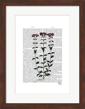 Framed Italian Carnation 6 Print