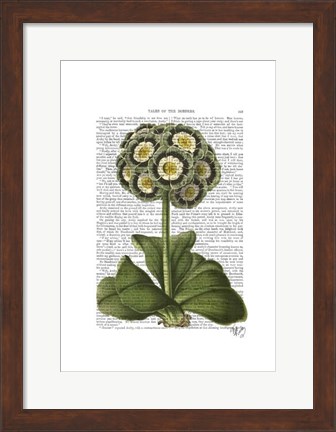 Framed Primula Auricula Blue Print