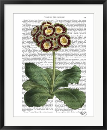 Framed Primula Auricula Red Print