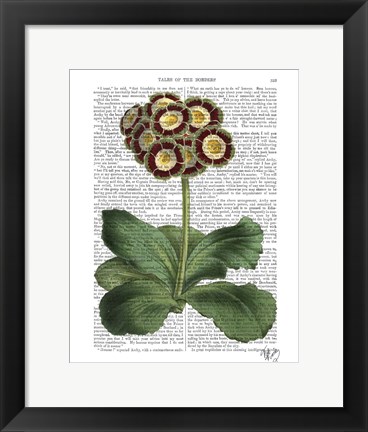 Framed Primula Auricula Red Print