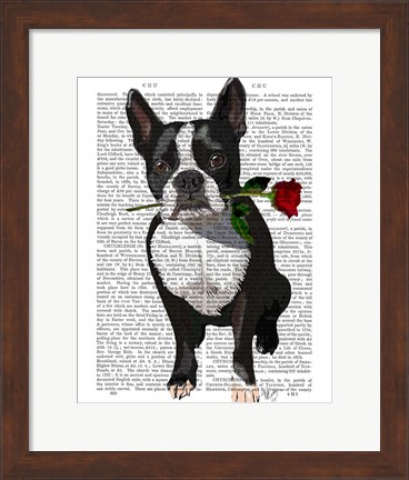 Framed Boston Terrier with Rose in Mouth Print