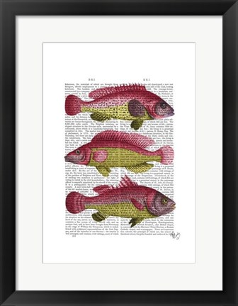 Framed Red and Yellow Fantasy Fish Trio Print