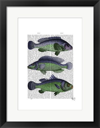 Framed Blue and Green Fish Trio Print