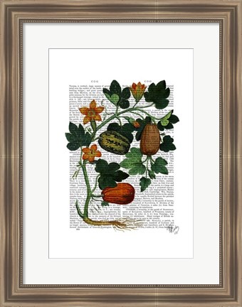 Framed Squash Vine 1 Print