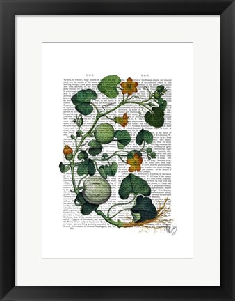 Framed Squash Vine 2 Print