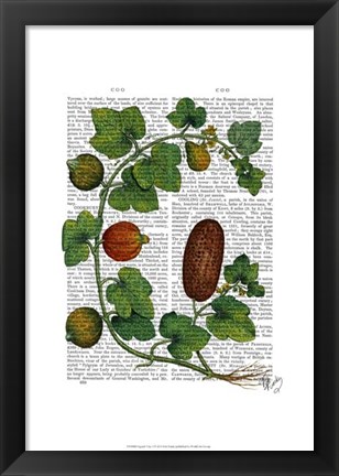 Framed Squash Vine 3 Print