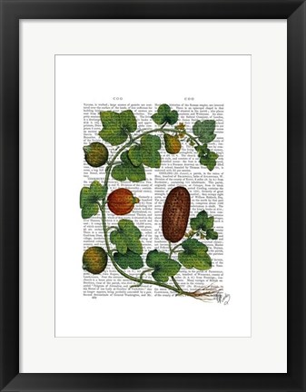 Framed Squash Vine 3 Print