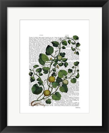 Framed Squash Vine 4 Print