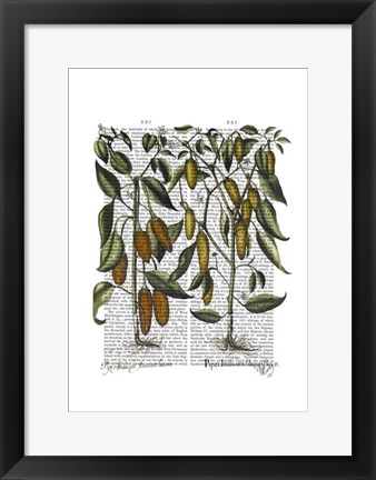 Framed Peppers 7 Print